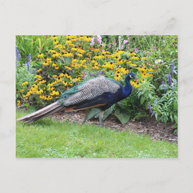 Summer Garden with Peacock postcard (Front)