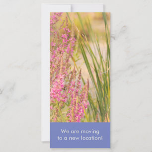 Summer Grasses and Flowers