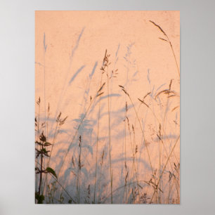 Summer Grasses And Shadows Postcard Poster