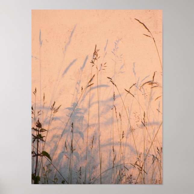 Summer Grasses And Shadows Postcard Poster (Front)