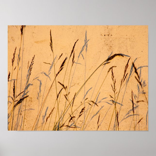 Summer Grasses And Shadows Postcard Poster (Front)