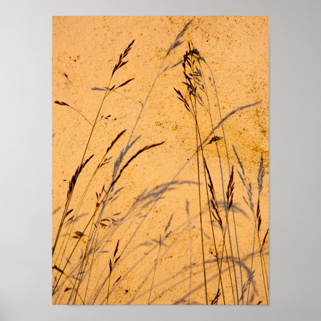 Summer Grasses And Shadows Postcard Poster (Front)