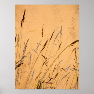 Summer Grasses And Shadows Postcard Poster