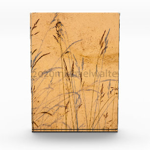 Summer Grasses And Shadows Postcard Poster Acrylic Photo Block