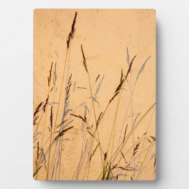 Summer Grasses And Shadows Postcard Poster Acrylic Plaque (Front)