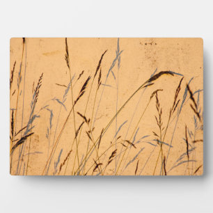 Summer Grasses And Shadows Postcard Poster Acrylic Plaque