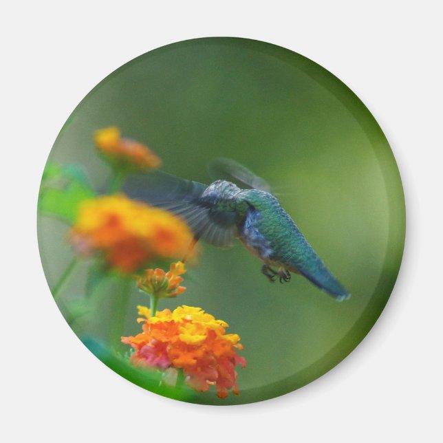 Summer Humm II Magnet (Front)