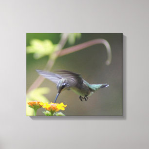 Summer Hummer Canvas Print