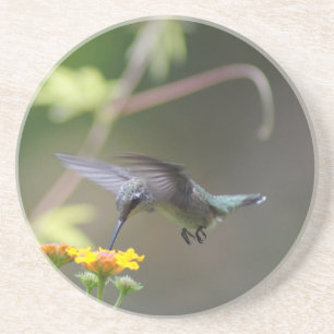 Summer Hummer Coaster