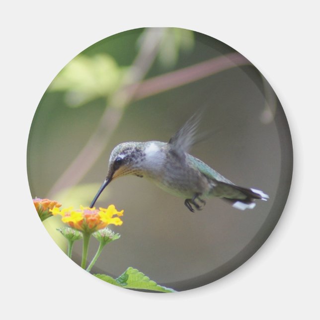 Summer Hummer Magnet (Front)