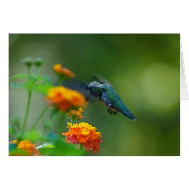 Summer Humming (Front Horizontal)