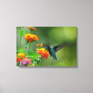 Summer Humming Canvas Print