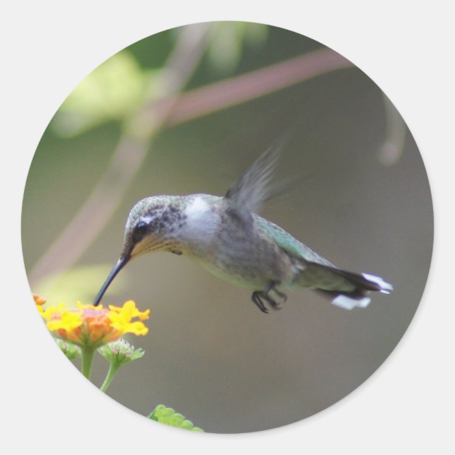 Summer Humming Classic Round Sticker (Front)