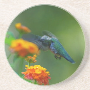 Summer Humming II Coaster