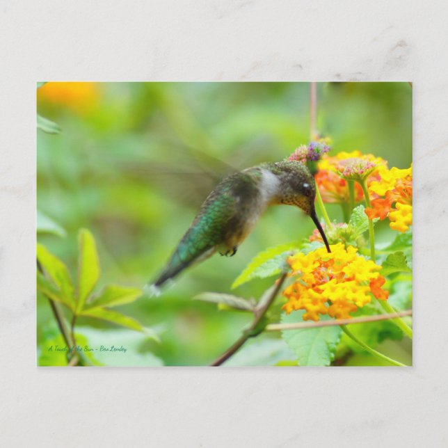 Summer Hummingbird Postcard (Front)