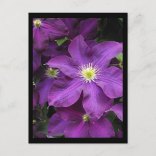 ~ Summer in Lancaster County ~ 39 Postcard