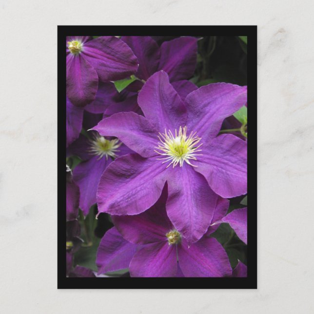 ~ Summer in Lancaster County ~ 39 Postcard (Front)