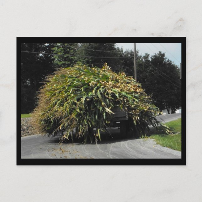 ~ Summer in Lancaster County ~ 56 Postcard (Front)