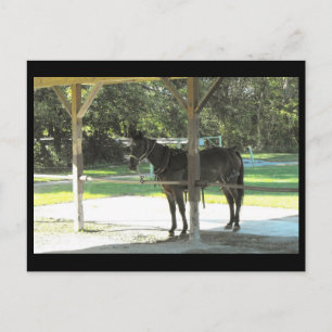 ~ Summer in Lancaster County ~ 67 Postcard