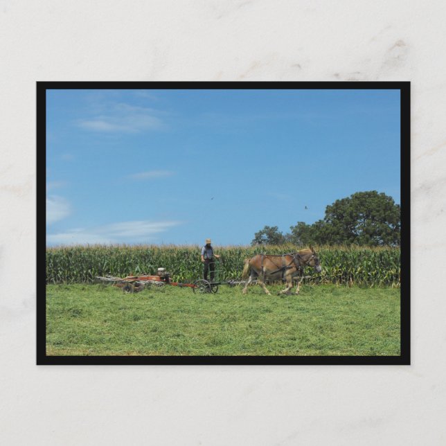 ~ Summer in Lancaster County ~ 74 Postcard (Front)