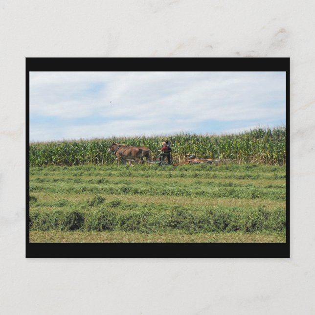 ~ Summer in Lancaster County ~ 76 Postcard (Front)