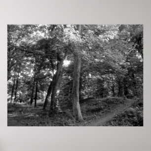 Summer in the Wood Poster