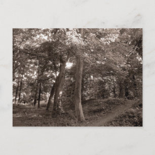 Summer in the Woods Postcard