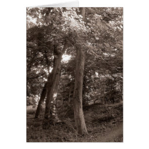 Summer in the Woods - Warm Toned