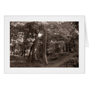 Summer in the Woods - Warm Toned