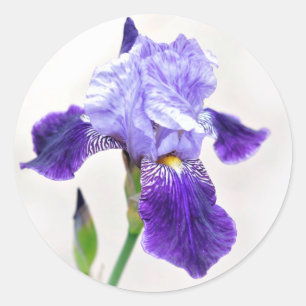 Summer Iris Envelope Seal