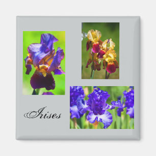 Summer Iris Magnet