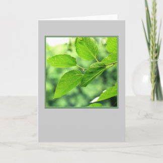'Summer Leaves with Raindrops' Blank Note Card