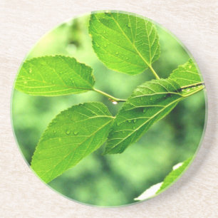 'Summer Leaves with Raindrops' Coaster