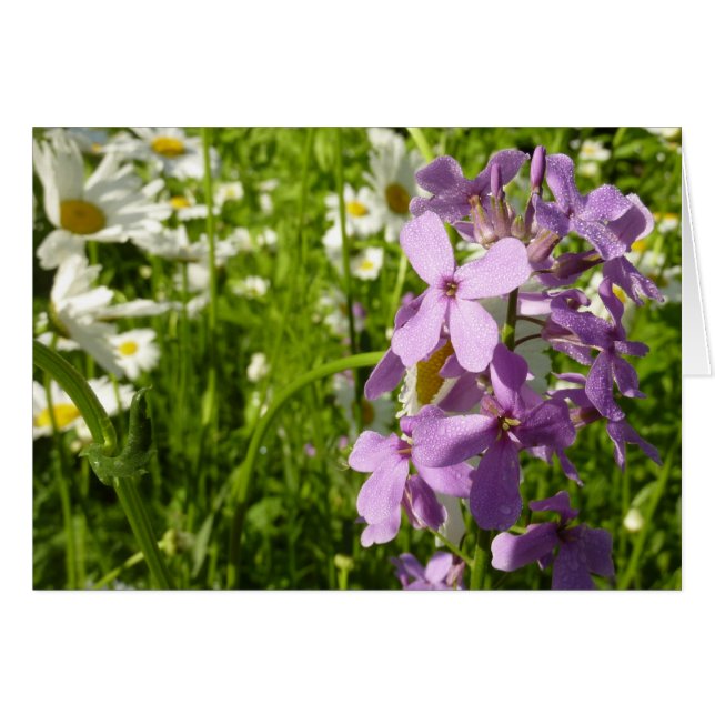 Summer Lilac and Daisies (Front Horizontal)