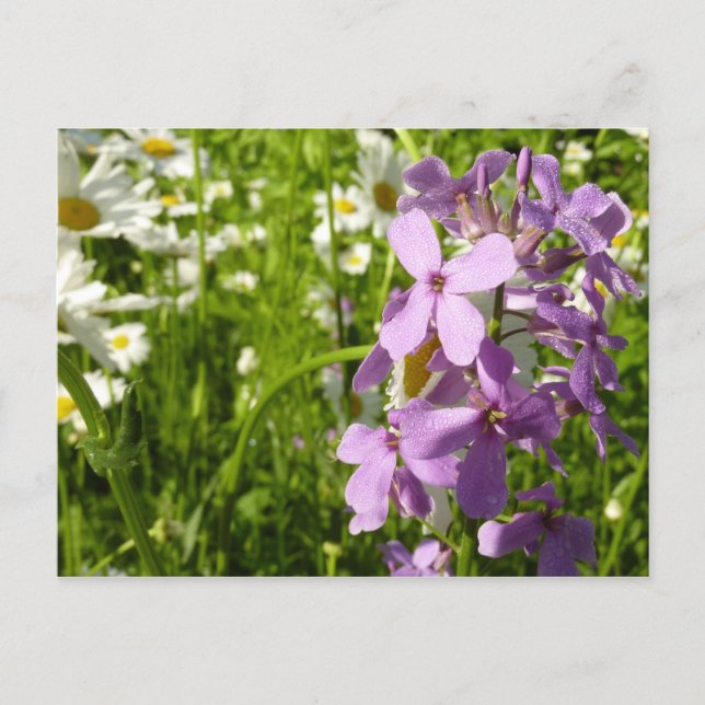 Summer Lilac and Daisies Postcard (Front)