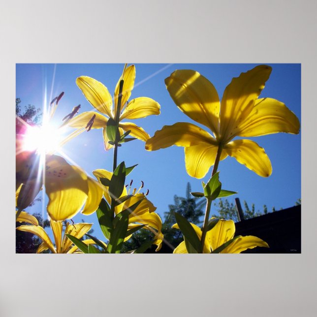 Summer Lilies Series 4 Poster (Front)
