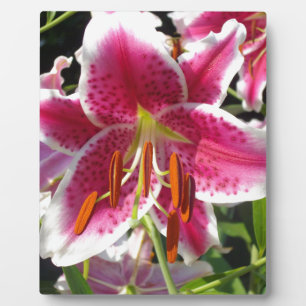 Summer Lily Plaque