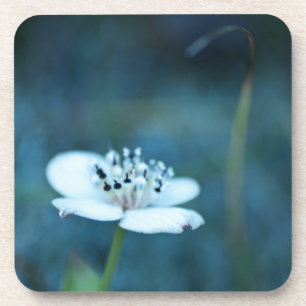 Summer Memories Coaster