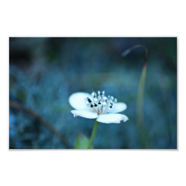 Summer Memories Photo Print (Front)