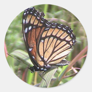 Summer Monarch Butterfly (Wing View) Sticker