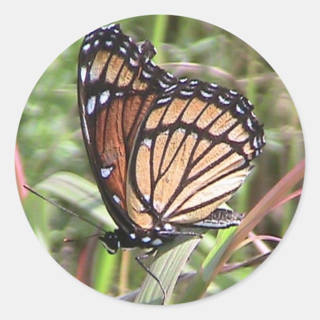 Summer Monarch Butterfly (Wing View) Sticker (Front)