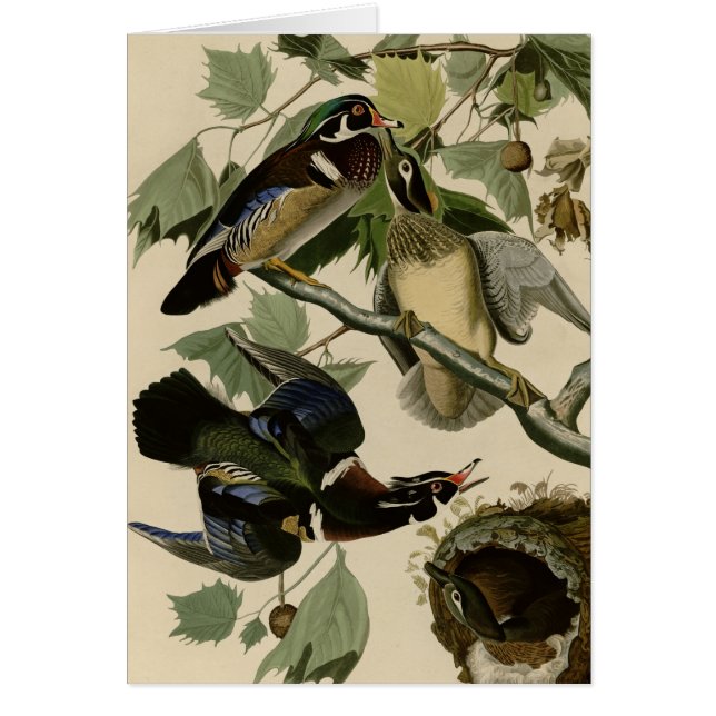 Summer or Wood Duck (Front)