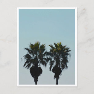 Summer Palm Trees Postcard