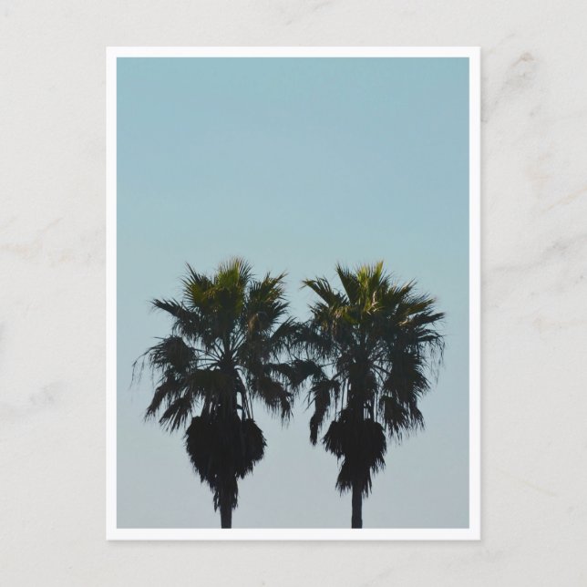 Summer Palm Trees Postcard (Front)