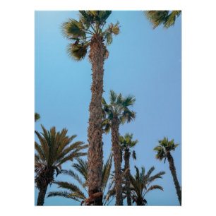 Summer Palm trees Poster
