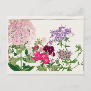 Summer phlox by Tanigami Konan Postcard
