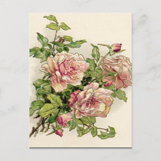 Summer Pinkish Rose Postcard (Front)