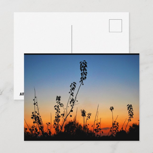 Summer Plant Silhouettes Postcard (Front/Back)