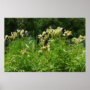 Summer Plants In The Park Poster