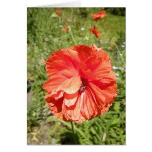 summer poppy haiku